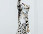 Кошки в Солнечногорске: Котенок ,2 мес в добрые руки Мальчик, Бесплатно - фото 6