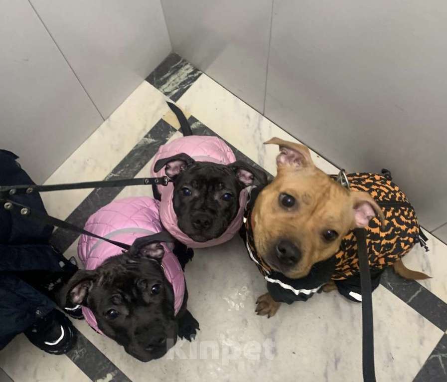 Собаки в Санкт-Петербурге: Щенки Стаффордширского бультерьера ( Англ.) Девочка, Бесплатно - фото 6