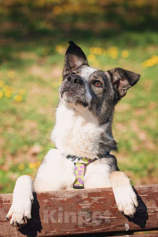 Собаки в Москве: Обаятельный и привлекательный Джаз ищет семью, которую будет бесконечно любить! Мальчик, Бесплатно - фото 4