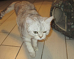 Кошки в Краснодаре: Отдам породистого котёнка даром Мальчик, Бесплатно - фото 2