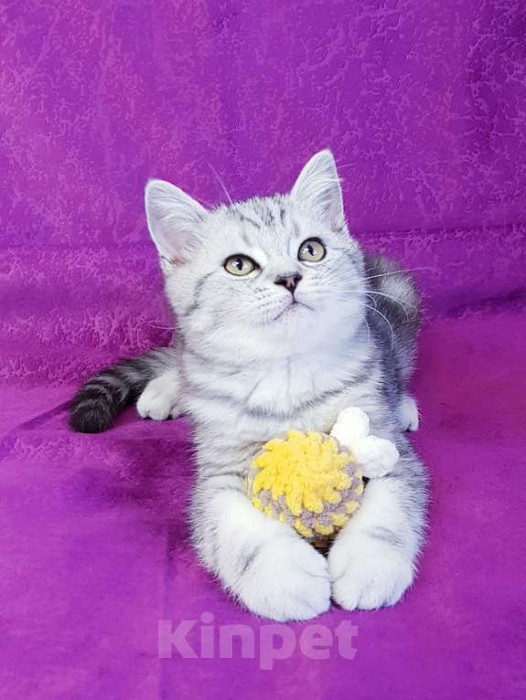Кошки в Санкт-Петербурге: Котята Шотландской кошки Мальчик, Бесплатно - фото 6