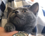 Кошки в Москве: Котенка британского метиса в дар Девочка, Бесплатно - фото 6