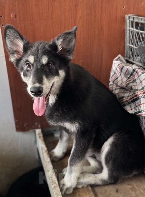 Собаки в Москве: Отдам щенка в добрые руки Мальчик, Бесплатно - фото 1