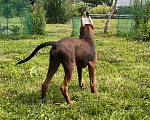 Собаки в Армавире: Щенки ксолоитцкуинтли медио в шерсти Мальчик, Бесплатно - фото 4
