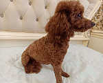 Собаки в Дмитрове: Той пудель девочка Девочка, 100 000 руб. - фото 5