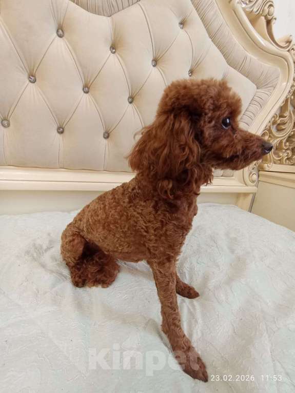 Собаки в Дмитрове: Той пудель девочка Девочка, 100 000 руб. - фото 5