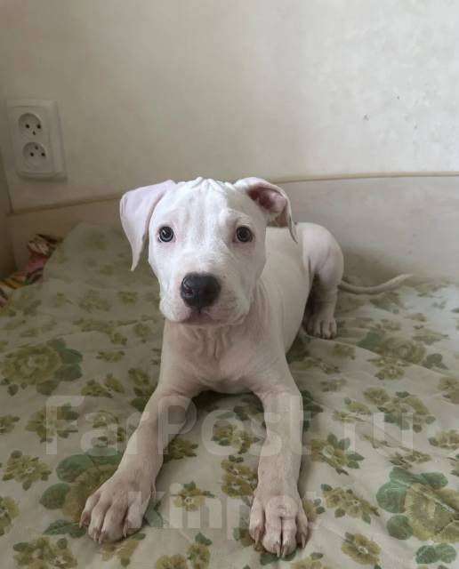 Собаки в Владивостоке: Продам собакена Мальчик, 18 000 руб. - фото 2