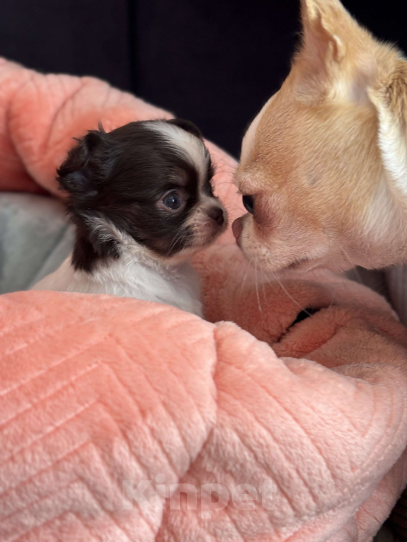 Собаки в Москве: Мини чихуахуа  Мальчик, 120 000 руб. - фото 2