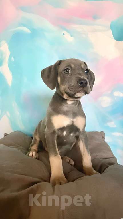 Собаки в других городах Ленинградской области: Щенки породы Прайтер - ваша новая любовь! Разнополые, 120 000 руб. - фото 3