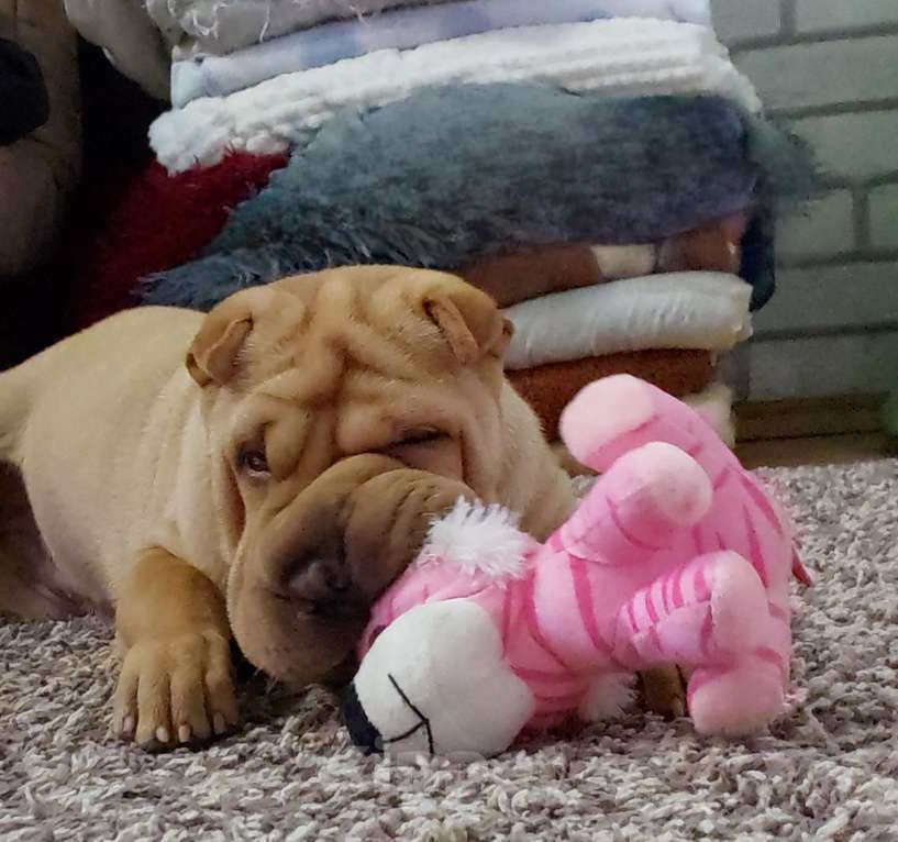 Собаки в Москве: Шарпейная плюша Девочка, 30 000 руб. - фото 6