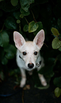 Ищет дом маленькая белая собака Плам (Пломбирка)