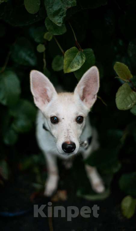 Собаки в Москве: Ищет дом маленькая белая собака Плам (Пломбирка) Девочка, Бесплатно - фото 1
