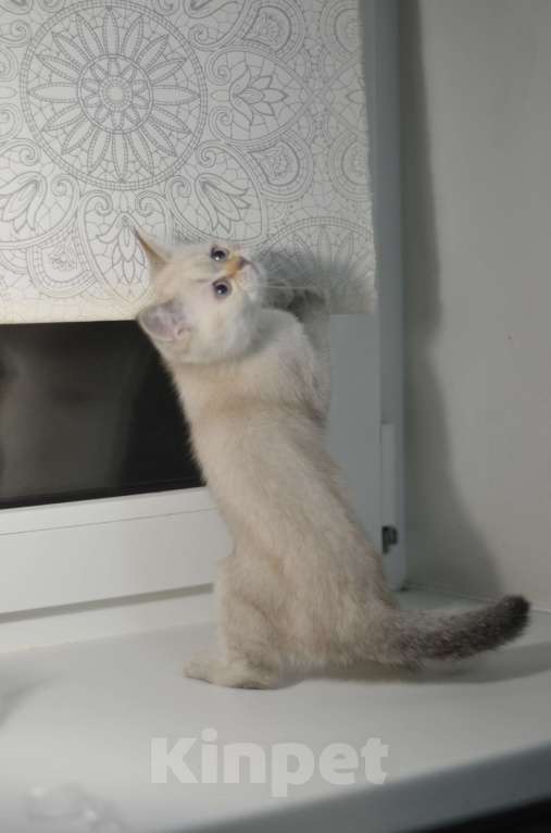 Кошки в Москве: Шотландские котята Разнополые, 12 000 руб. - фото 6