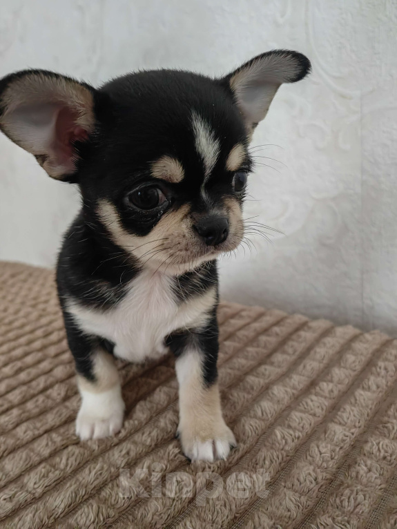 Собаки в Краснодаре: Чихуахуа Мальчик, 35 000 руб. - фото 4