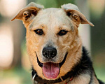 Собаки в Москве: Чудесный пёс Дэнвер в добрые руки. Мальчик, 1 руб. - фото 1
