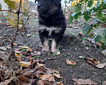 Собаки в Таганроге: Продам щенков Девочка, 2 000 руб. - фото 4
