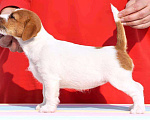 Собаки в Краснодаре: Щенки Джек Рассел терьера, 45 000 руб. - фото 5