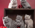 Кошки в Колпашево: Котята к Новому Году, 6 000 руб. - фото 1