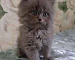 Кошки в Малмыже: Британские длинношёрстные котята девочки. Девочка, 1 500 руб. - фото 2