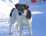 Собаки в Домодедово: Сибирская девочка 6 мес. в добрые руки Девочка, Бесплатно - фото 3
