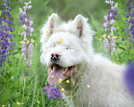 Собаки в Москве: Особенный Белоснежный Медведь Сачико породы Американская Акита в дар Мальчик, Бесплатно - фото 2