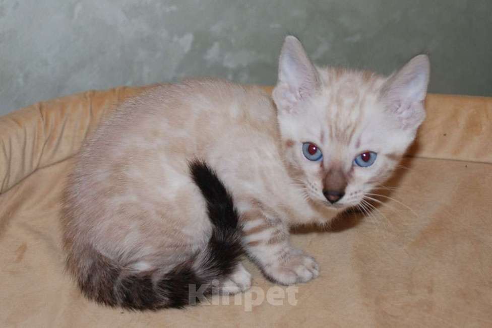 Кошки в Москве: Бенгальские котята снежного окраса Мальчик, 50 000 руб. - фото 3