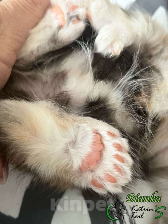 Кошки в Санкт-Петербурге: Девочка Полидакт Девочка, 40 000 руб. - фото 2