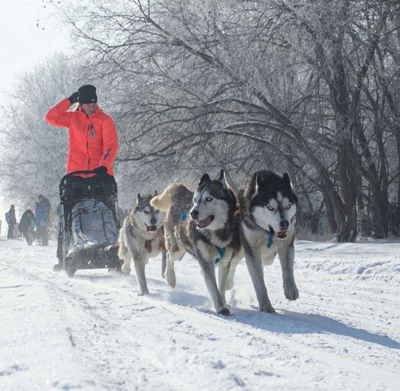 Собаки в других городах Ростовской области: Хаски красавчик! Мальчик, Бесплатно - фото 3
