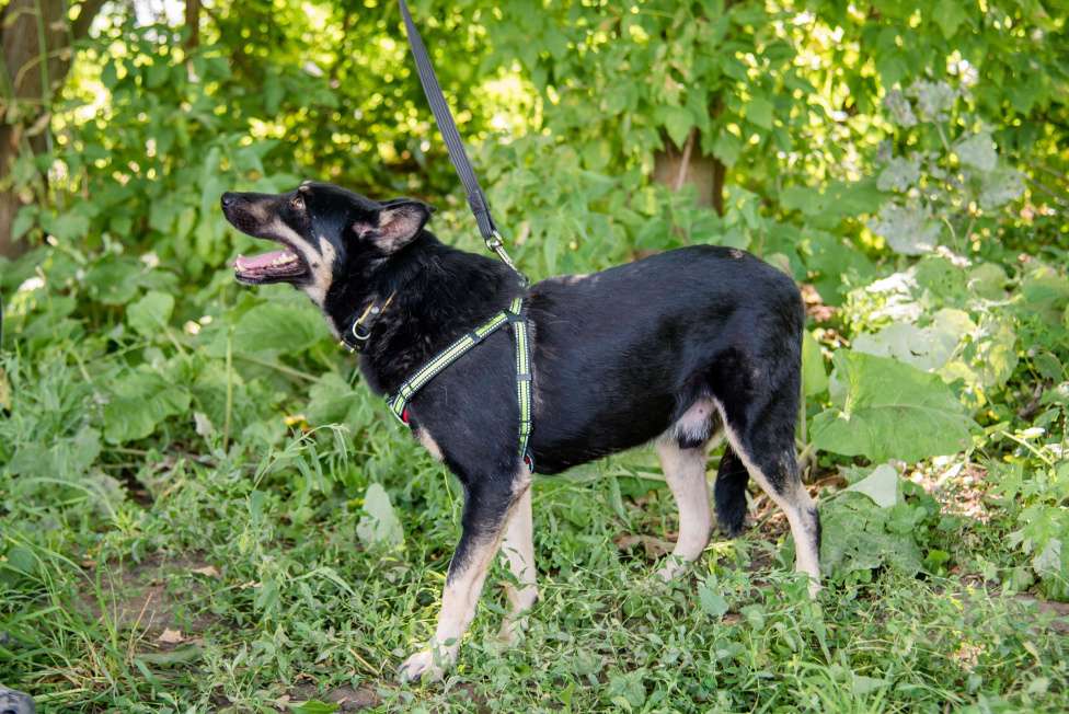 Собаки в Москве: Чуткий и внимательный Фредди Мальчик, Бесплатно - фото 9