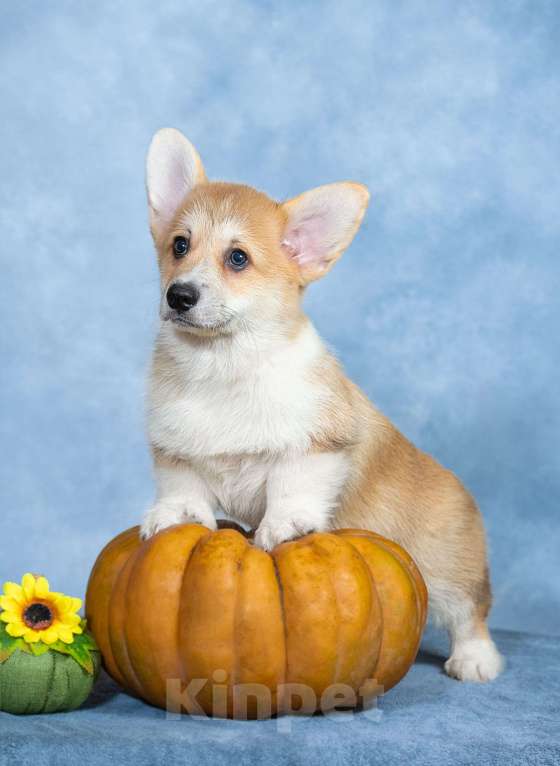 Собаки в Москве: Вельш корги пемброк щенок Мальчик, 50 000 руб. - фото 2