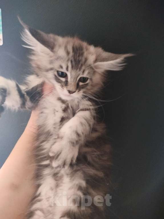 Кошки в Санкт-Петербурге: Котёнок Девочка, 25 000 руб. - фото 1