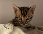 Кошки в Санкт-Петербурге: Шикарный бенгальский мальчик Мальчик, 40 000 руб. - фото 2