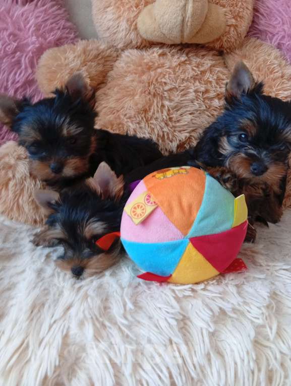 Собаки в Симферополе: Продаются щенки йорка Девочка, 45 000 руб. - фото 3