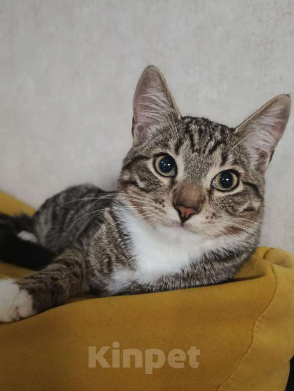 Кошки в других городах Московской области: Котёнок в добрые руки Мальчик, Бесплатно - фото 2