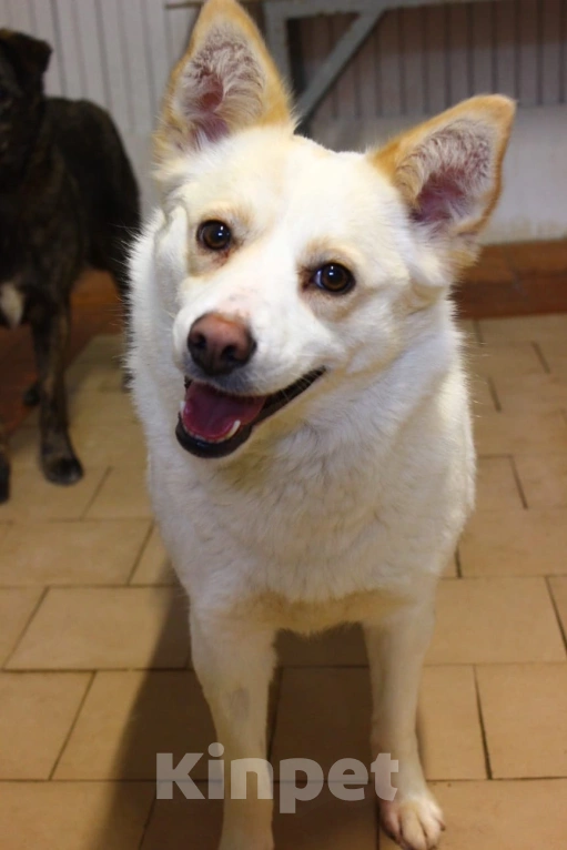 Собаки в других городах Московской области: Милашка в добрые руки Девочка, Бесплатно - фото 2