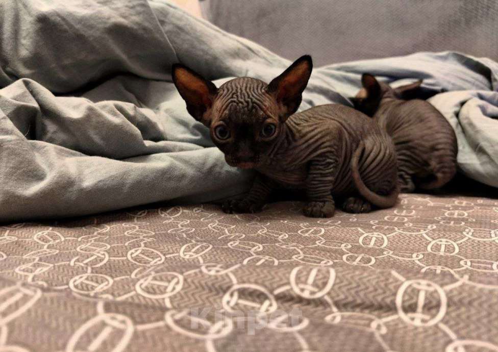 Кошки в Люберцах: Канадский сфинкс Разнополые, 15 000 руб. - фото 2