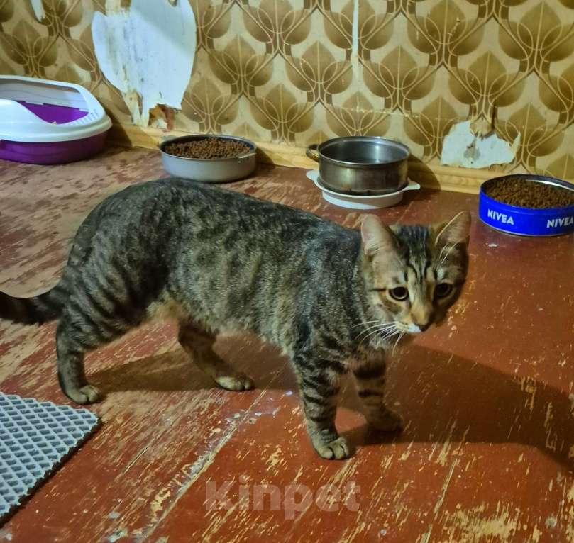 Кошки в Москве: Рафаэль художник ждет маму 7 месяцев Мальчик, Бесплатно - фото 4