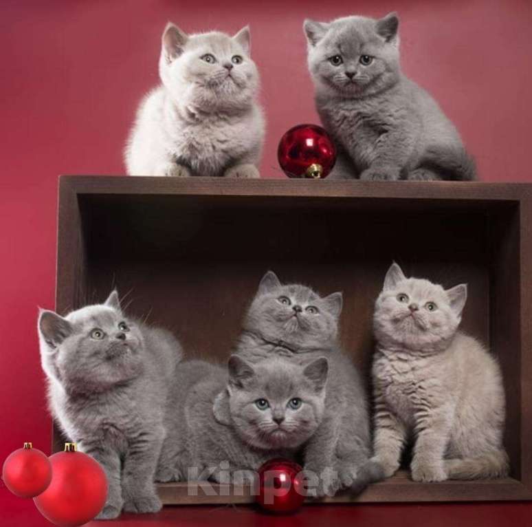 Кошки в Колпашево: Котята к Новому Году, 6 000 руб. - фото 1