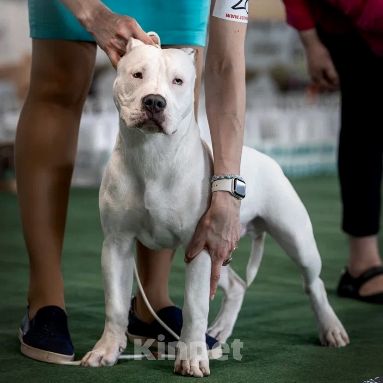 Собаки в Пикалево: Американский булли Мальчик, 40 000 руб. - фото 2