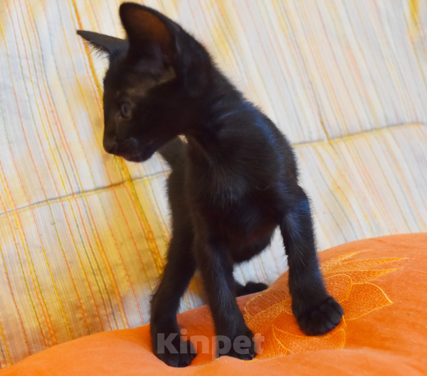 Кошки в Москве: ориентальные котята -самые лучшие ребята Разнополые, 35 000 руб. - фото 9