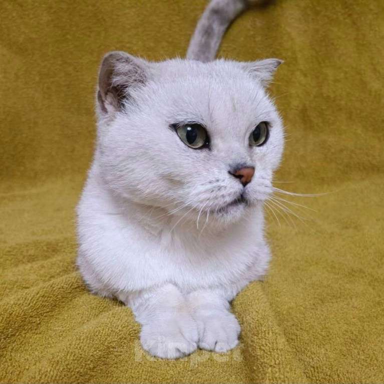 Кошки в Москве: Шотландскую кошечку выбросили 🆘️ Срочный поиск дома Девочка, Бесплатно - фото 2