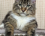 Кошки в Дедовске: Яркий мрамор кот Мальчик, 50 000 руб. - фото 5