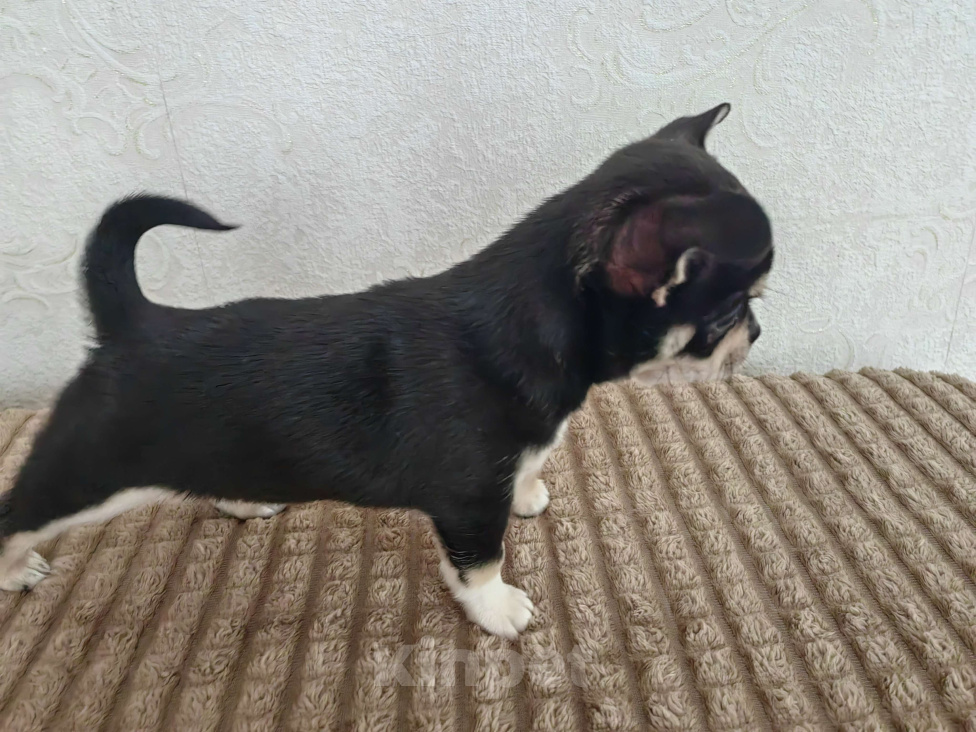 Собаки в Краснодаре: Чихуахуа Мальчик, 35 000 руб. - фото 3