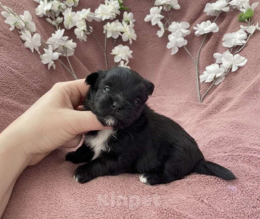 Собаки в Москве: Чёрный йорк девочка Девочка, 100 000 руб. - фото 5