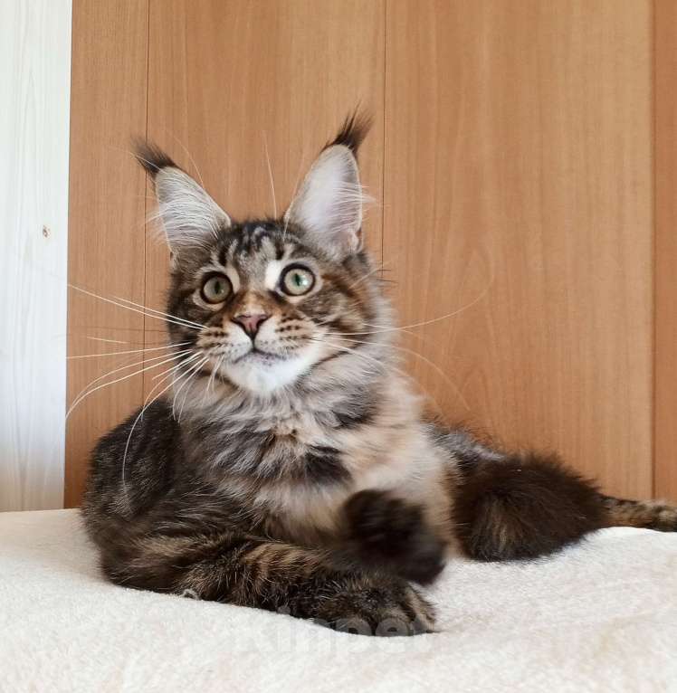 Кошки в Владимире: Рошель - кошка черепашка Девочка, 50 000 руб. - фото 5