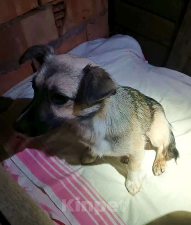 Собаки в Калининграде: Найдена собака (щенок) Девочка, Бесплатно - фото 4