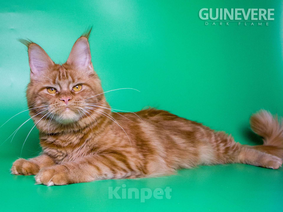 Кошки в других городах Воронежской области: Guinevere Dark Flame Девочка, 50 000 руб. - фото 3