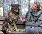 Собаки в Москве: Дуся хочет домой Девочка, Бесплатно - фото 1