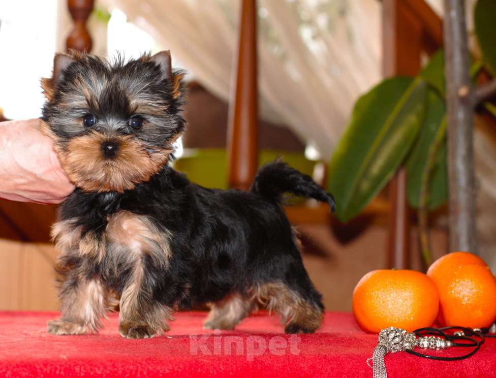 Собаки в Пушкино: Маленький озорник ищет мампап. Мальчик, 50 000 руб. - фото 2