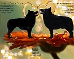 Собаки в Зеленоградске: Шипперке щеночки от привозного американца Мальчик, 65 000 руб. - фото 1